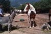 cours-equestre-berre-les-alpes