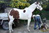 promenade-equestre-cote-azur