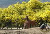 randonnees-equestre-berre-les-alpes